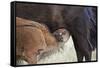 Bison (Bison Bison) Calf Nursing-James Hager-Framed Stretched Canvas