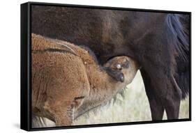 Bison (Bison Bison) Calf Nursing-James Hager-Framed Stretched Canvas