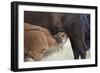 Bison (Bison Bison) Calf Nursing-James Hager-Framed Photographic Print