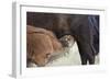 Bison (Bison Bison) Calf Nursing-James Hager-Framed Photographic Print