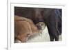 Bison (Bison Bison) Calf Nursing-James Hager-Framed Photographic Print