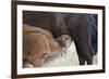 Bison (Bison Bison) Calf Nursing-James Hager-Framed Photographic Print