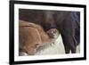 Bison (Bison Bison) Calf Nursing-James Hager-Framed Photographic Print