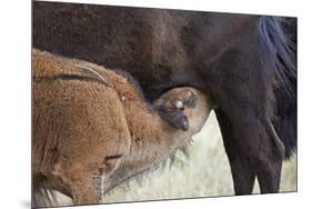 Bison (Bison Bison) Calf Nursing-James Hager-Mounted Photographic Print