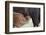 Bison (Bison Bison) Calf Nursing-James Hager-Framed Photographic Print