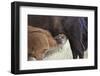 Bison (Bison Bison) Calf Nursing-James Hager-Framed Photographic Print