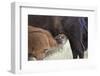 Bison (Bison Bison) Calf Nursing-James Hager-Framed Photographic Print