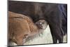 Bison (Bison Bison) Calf Nursing-James Hager-Mounted Photographic Print