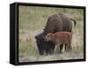 Bison (Bison Bison) Calf Playing with its Mother-James Hager-Framed Stretched Canvas