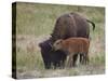 Bison (Bison Bison) Calf Playing with its Mother-James Hager-Stretched Canvas