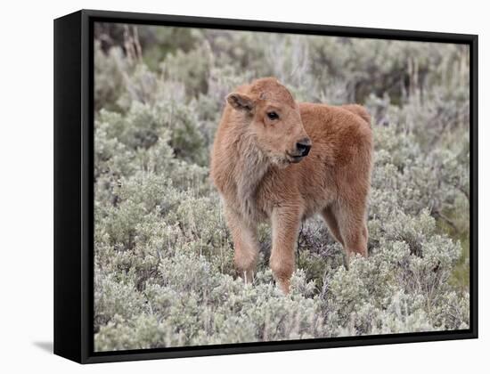 Bison (Bison Bison) Calf, Yellowstone National Park, Wyoming, USA, North America-James Hager-Framed Stretched Canvas