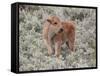 Bison (Bison Bison) Calf, Yellowstone National Park, Wyoming, USA, North America-James Hager-Framed Stretched Canvas
