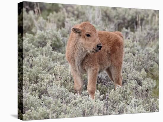 Bison (Bison Bison) Calf, Yellowstone National Park, Wyoming, USA, North America-James Hager-Stretched Canvas