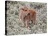 Bison (Bison Bison) Calf, Yellowstone National Park, Wyoming, USA, North America-James Hager-Stretched Canvas