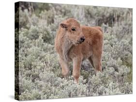 Bison (Bison Bison) Calf, Yellowstone National Park, Wyoming, USA, North America-James Hager-Stretched Canvas