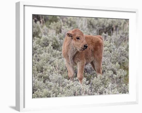 Bison (Bison Bison) Calf, Yellowstone National Park, Wyoming, USA, North America-James Hager-Framed Photographic Print