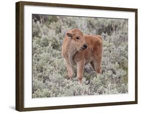 Bison (Bison Bison) Calf, Yellowstone National Park, Wyoming, USA, North America-James Hager-Framed Photographic Print