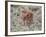 Bison (Bison Bison) Calf, Yellowstone National Park, Wyoming, USA, North America-James Hager-Framed Photographic Print