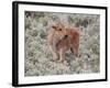 Bison (Bison Bison) Calf, Yellowstone National Park, Wyoming, USA, North America-James Hager-Framed Photographic Print