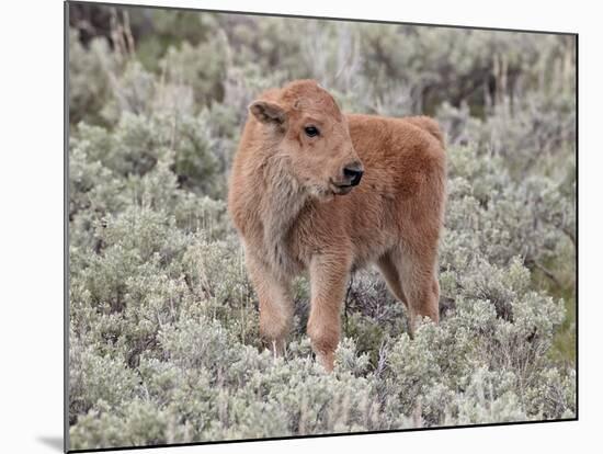 Bison (Bison Bison) Calf, Yellowstone National Park, Wyoming, USA, North America-James Hager-Mounted Photographic Print