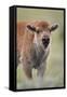 Bison (Bison Bison) Calf-James Hager-Framed Stretched Canvas