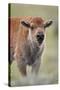 Bison (Bison Bison) Calf-James Hager-Stretched Canvas