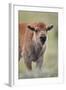 Bison (Bison Bison) Calf-James Hager-Framed Photographic Print