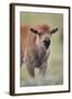 Bison (Bison Bison) Calf-James Hager-Framed Photographic Print