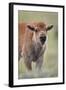 Bison (Bison Bison) Calf-James Hager-Framed Photographic Print