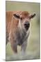 Bison (Bison Bison) Calf-James Hager-Mounted Photographic Print