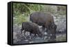 Bison (Bison Bison) Cow and Calf Drinking from a Pond-James Hager-Framed Stretched Canvas