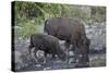 Bison (Bison Bison) Cow and Calf Drinking from a Pond-James Hager-Stretched Canvas