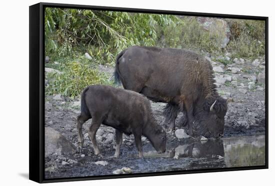 Bison (Bison Bison) Cow and Calf Drinking from a Pond-James Hager-Framed Stretched Canvas