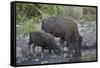 Bison (Bison Bison) Cow and Calf Drinking from a Pond-James Hager-Framed Stretched Canvas