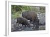 Bison (Bison Bison) Cow and Calf Drinking from a Pond-James Hager-Framed Photographic Print