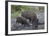 Bison (Bison Bison) Cow and Calf Drinking from a Pond-James Hager-Framed Photographic Print