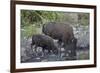 Bison (Bison Bison) Cow and Calf Drinking from a Pond-James Hager-Framed Photographic Print