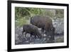 Bison (Bison Bison) Cow and Calf Drinking from a Pond-James Hager-Framed Photographic Print