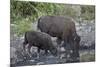 Bison (Bison Bison) Cow and Calf Drinking from a Pond-James Hager-Mounted Photographic Print