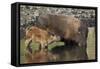 Bison (Bison Bison) Cow and Calf Drinking from a Pond-James Hager-Framed Stretched Canvas