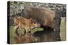 Bison (Bison Bison) Cow and Calf Drinking from a Pond-James Hager-Stretched Canvas