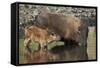 Bison (Bison Bison) Cow and Calf Drinking from a Pond-James Hager-Framed Stretched Canvas