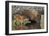 Bison (Bison Bison) Cow and Calf Drinking from a Pond-James Hager-Framed Photographic Print