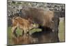 Bison (Bison Bison) Cow and Calf Drinking from a Pond-James Hager-Mounted Photographic Print