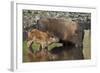 Bison (Bison Bison) Cow and Calf Drinking from a Pond-James Hager-Framed Photographic Print