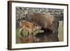 Bison (Bison Bison) Cow and Calf Drinking from a Pond-James Hager-Framed Photographic Print