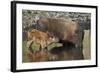 Bison (Bison Bison) Cow and Calf Drinking from a Pond-James Hager-Framed Photographic Print