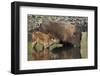 Bison (Bison Bison) Cow and Calf Drinking from a Pond-James Hager-Framed Photographic Print