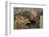 Bison (Bison Bison) Cow and Calf Drinking from a Pond-James Hager-Framed Photographic Print