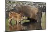 Bison (Bison Bison) Cow and Calf Drinking from a Pond-James Hager-Mounted Photographic Print